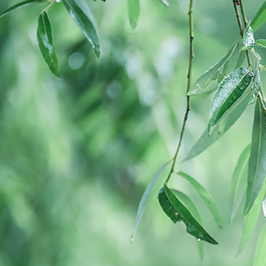 谷雨时节||谷润万物，清新怡人，万物复苏