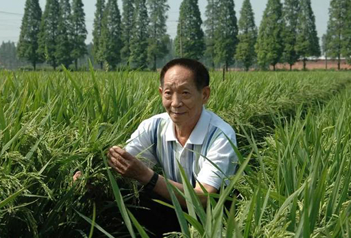 10月16日||世界粮食日